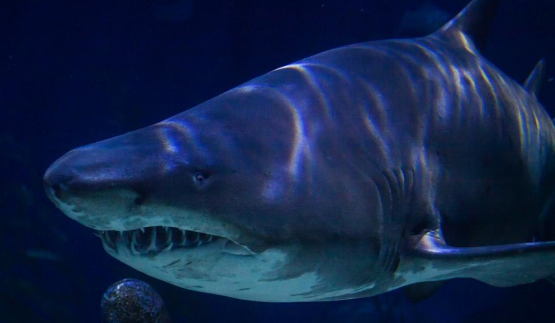 Hallan fósiles del espeluznante ataque de un tiburón gigante a una ballena-0