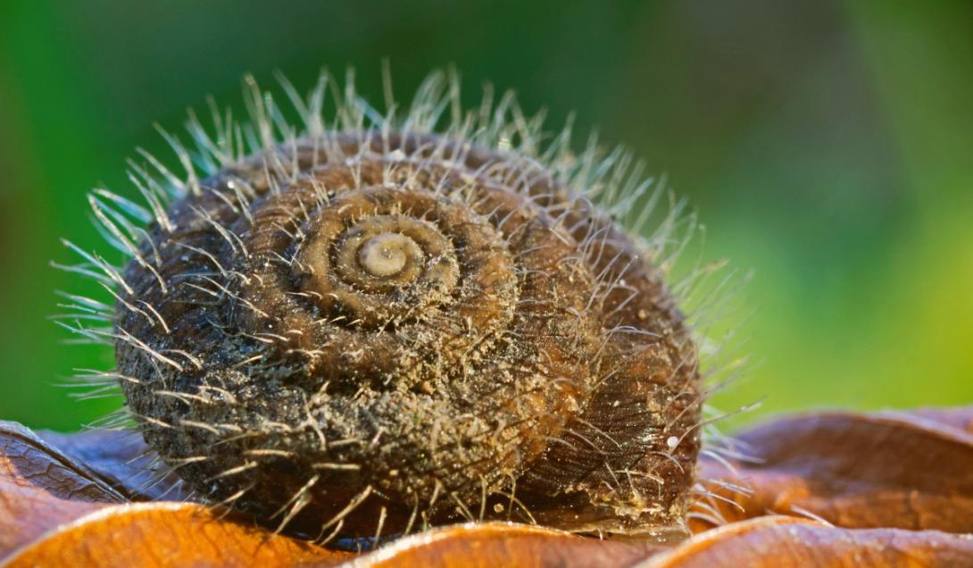Descubren un caracol peludo conservado en ámbar desde hace 99 millones de años-0