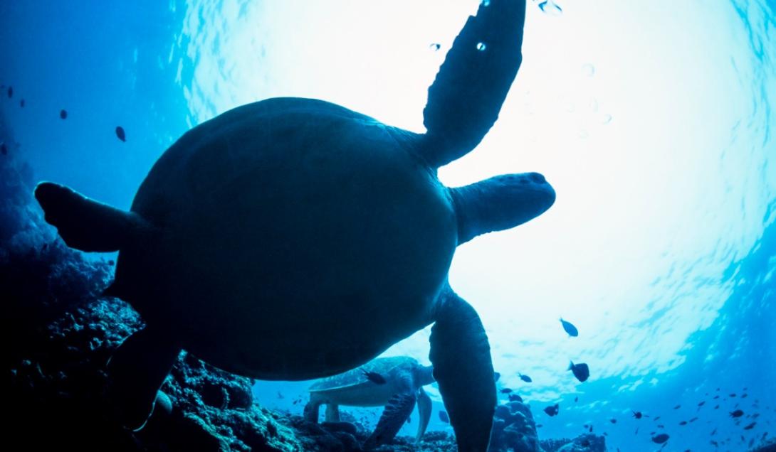 Descubren una tortuga marina prehistórica más grande que un automóvil-0