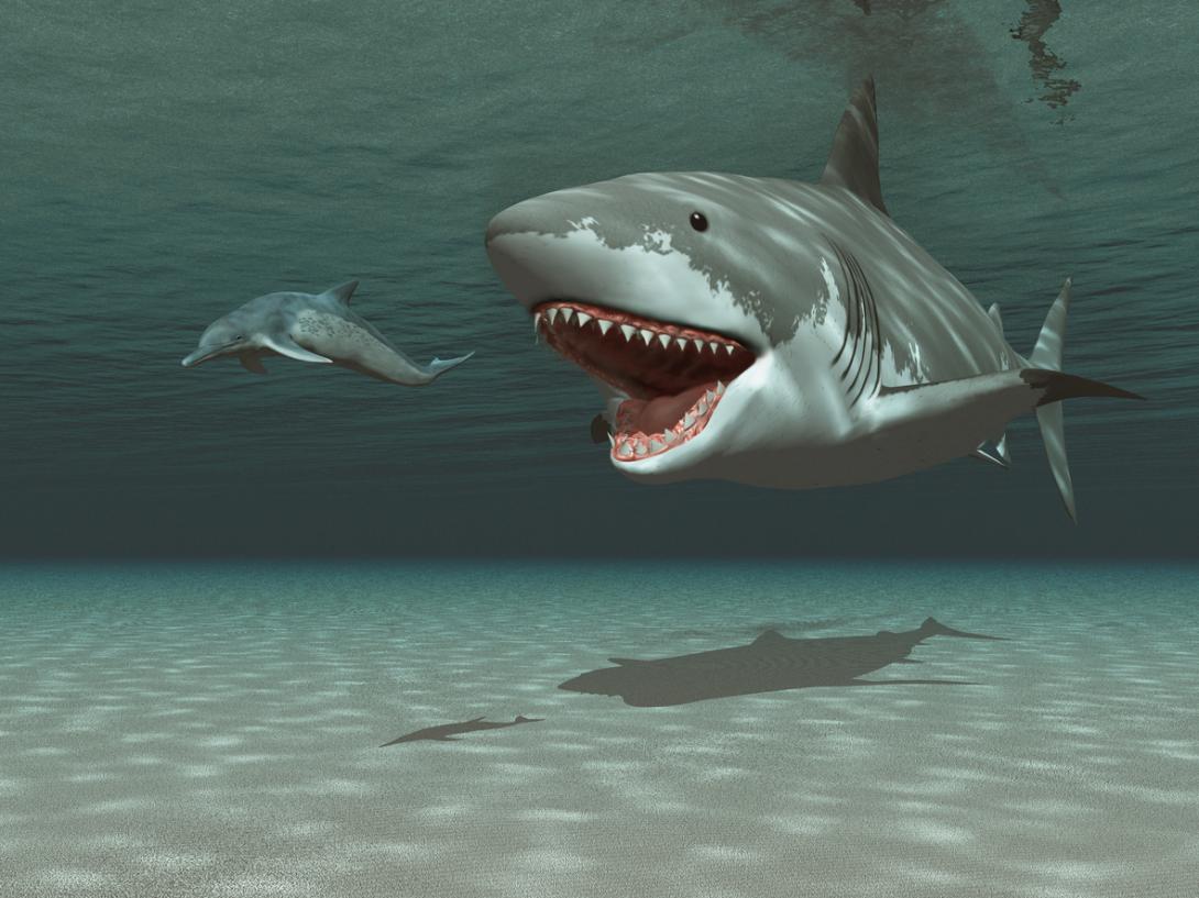 Megalodón: un nuevo estudio revela la verdadera forma del mítico tiburón-0